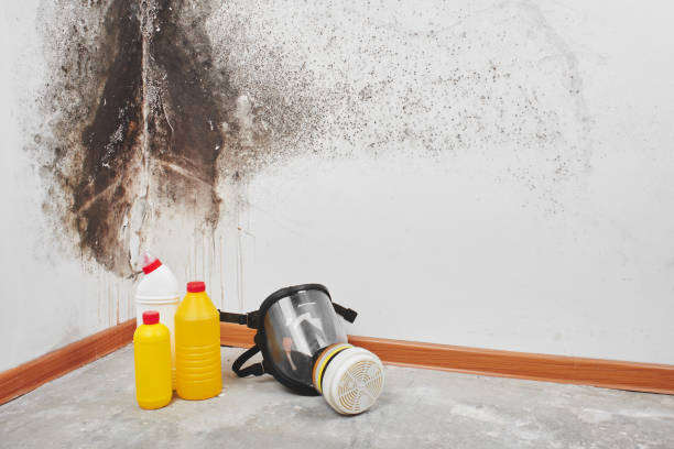 Best Mold Testing and Inspection Services in New Haven, WV