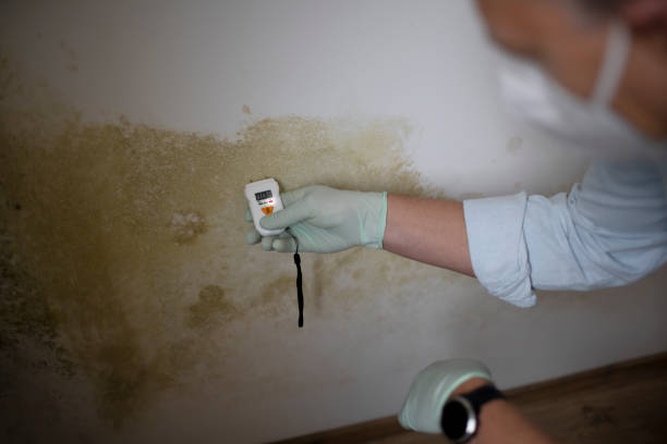 Best Mold Remediation for Specific Building Types in New Haven, WV