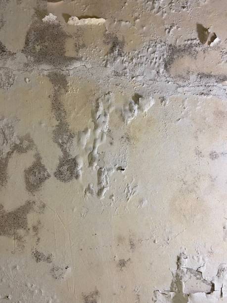 Best Post-Flood Mold Remediation in New Haven, WV